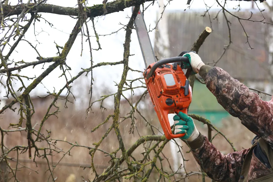 Experienced Tree Trimming Service Makawao, HI Experienced Tree Trimming Service Makawao, HI
