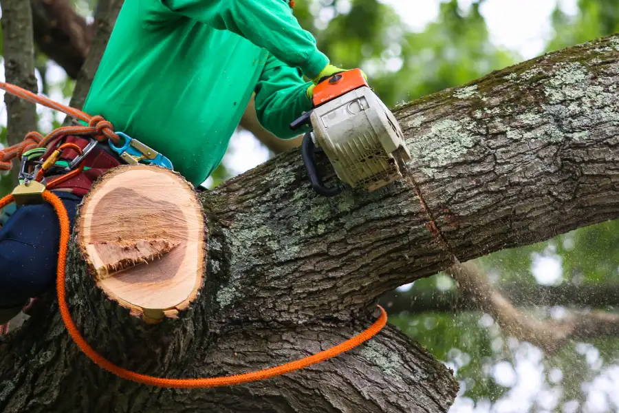 Expert Tree Trimming Service Makawao, HI Expert Tree Trimming Service Makawao, HI