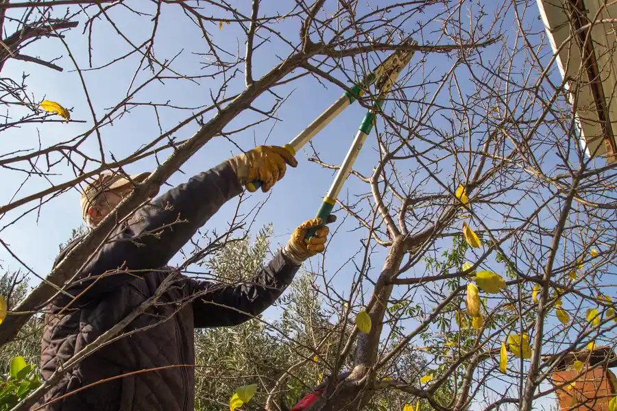 How Tree Trimming Service Prevents Property Damage Makawao, HI How Tree Trimming Service Prevents Property Damage Makawao, HI