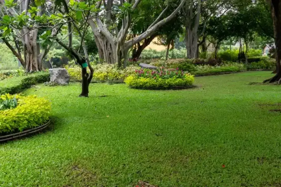 Signs Your Lawn Needs Professional Maintenance Makawao, HI Signs Your Lawn Needs Professional Maintenance Makawao, HI