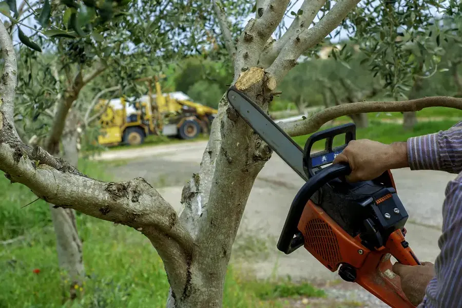 Signs Your Trees Need Professional Trimming Service Makawao, HI Signs Your Trees Need Professional Trimming Service Makawao, HI