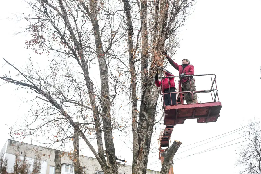 Signs Your Trees Need Professional Trimming Service in Makawao, HI Signs Your Trees Need Professional Trimming Service in Makawao, HI