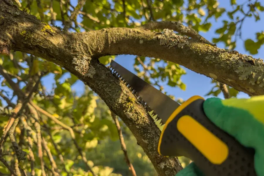 Superior Tree Trimming Service Makawao, HI Superior Tree Trimming Service Makawao, HI