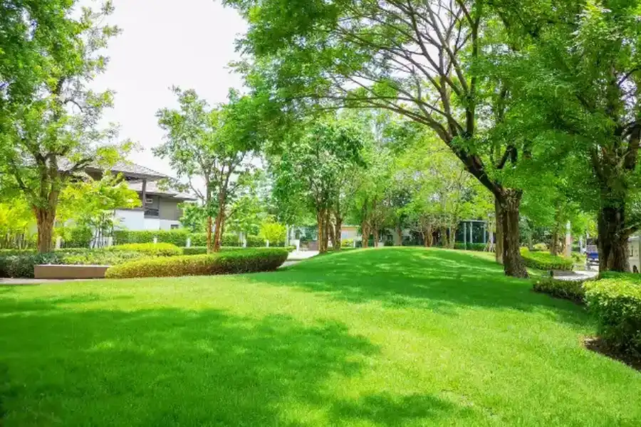 What To Expect From A Lawn Maintenance Service Makawao, HI What To Expect From A Lawn Maintenance Service Makawao, HI